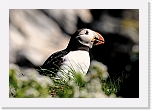 Atlantic Puffin lunni_5053 * 800 x 548 * (238KB)